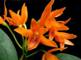 Phòng bệnh khô lá ở lan cattleya